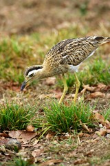 Double-Striped Thick-Knee, burhinus bistriatus, Adult standing near Nest with Egg, Los Lianos in Venezuela