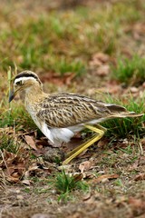 Double-Striped Thick-Knee, burhinus bistriatus, Adult standing on Nest with Egg, Los Lianos in Venezuela