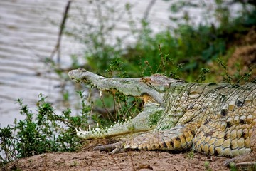 Orinoco Crocodile, crocodylus intermedius, Adult with Open Mouth Regulating Body Temperature, Los...