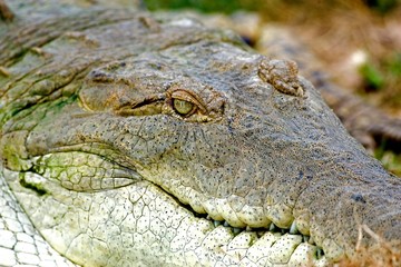 Orinoco Crocodile, crocodylus intermedius, Adult, Close up of Head, Los Lianos in Venezuela