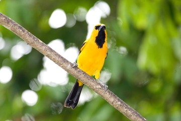 Yellow Iriole, icterus nigrogularis, Adult standing on Branch, Los Lianos in Venezuela