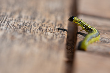 Raupe Buchsbaumzünsler - Cydalima perspectalis