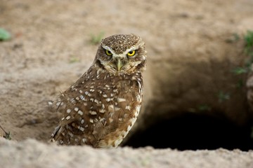 Burrowing Owl, athene cunicularia, Adult standing at Burrow Entrance, Los Lianos in Venezuela