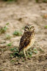 Burrowing Owl, athene cunicularia, Adult standing on Ground, Los Lianos in Venezuela