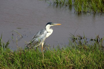 White-Necked Heron, ardea cocoi, Adult standing in Swamp, Los Lianos in Venezuela