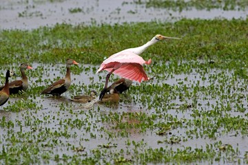 Roseate spoonbill, platalea ajaja, Adult in Flight, Taking off From Swamp, with Red-billed...