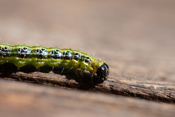 Raupe Buchsbaumzünsler - Cydalima perspectalis