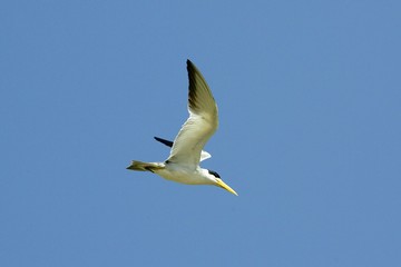 Fototapeta na wymiar Large-Billed Tern, phaetusa simplex, Adult in Flight, Los Lianos in Venezuela