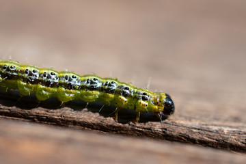 Raupe Buchsbaumzünsler - Cydalima perspectalis