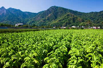 Rural Tobacco crop fields in Meinong, Kaohsiung, Taiwan
