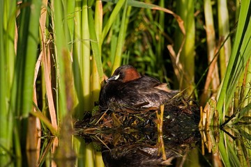 Little Grebe, tachybaptus ruficollis, Adult standing on Nest, Pond in Normandy