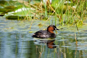 Little Grebe, tachybaptus ruficollis, Adult standing in Water, Pond in Normandy