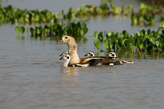 Orinoco Goose, neochen jubata, Adult with Chicks standing in Water, Los Lianos in Venezuela