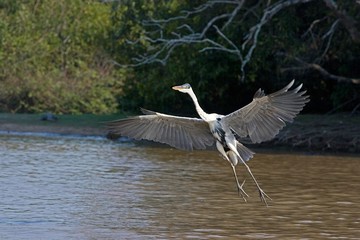 White-Necked Heron, ardea cocoi, Adult in Flight, Los Lianos in Venezuela