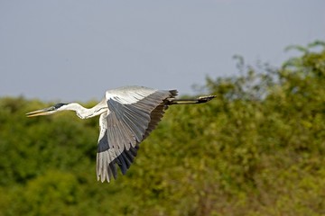 White-Necked Heron, ardea cocoi, Adult in Flight, Los Lianos in Venezuela