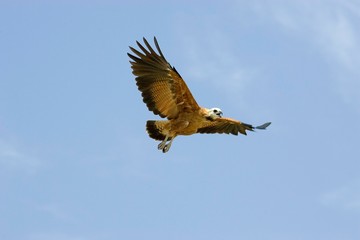 Black-collared Hawk, busarellus nigricollis, Adult in Flight, Los Lianos in Venezuela