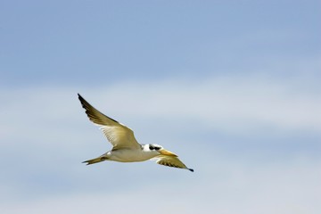 Large-Billed Tern, phaetusa simplex, Adult in Flight, Los Lianos in Venezuela