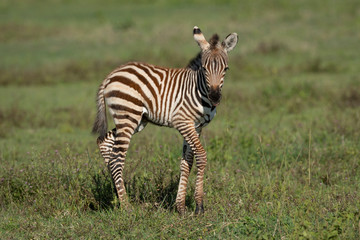 Fototapeta na wymiar Baby zebra standing on green grass side view in Ngorongoro Crater Tanzania