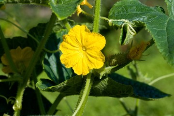 Gherkin or Pickle, cucumis sativus, Garden in Normandy