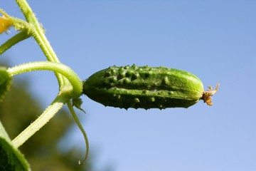 Gherkin or Pickle, cucumis sativus, Garden in Normandy