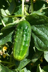 Gherkin or Pickle, cucumis sativus, Garden in Normandy