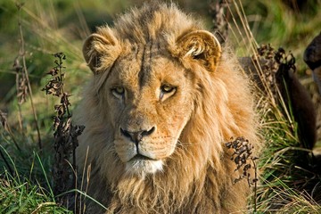 Fototapeta premium Katanga Lion or Southwest African Lion, panthera leo bleyenberghi, Portrait of Male