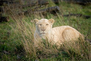 White Lion, panthera leo krugensis, Female Hidden behing Long Grass