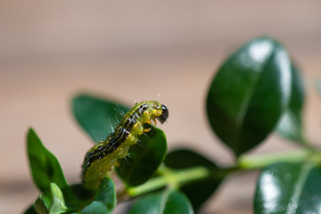 Raupe Buchsbaumzünsler - Cydalima perspectalis