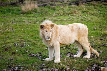 White Lion, panthera leo krugensis, Male standing on Grass
