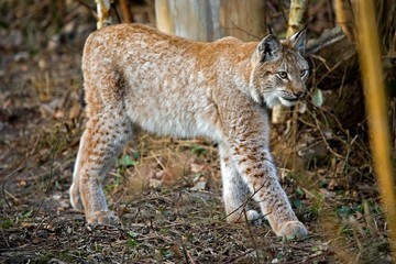 Naklejka na ściany i meble Siberian Lynx, lynx lynx wrangeli, Adult