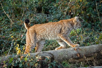 Siberian Lynx, lynx lynx wrangeli, Adult standing on Branch