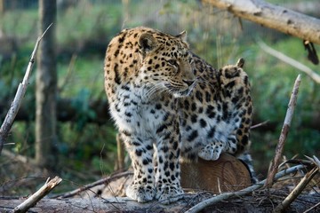 Amur Leopard, panthera pardus orientalis, Adult sitting, looking around