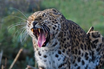 Amur Leopard, panthera pardus orientalis, Adult Yawning