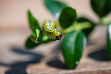 Raupe Buchsbaumzünsler - Cydalima perspectalis