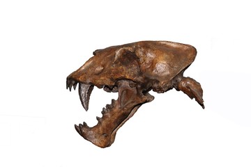 Skull of Scimitar Cat, homotherium serum, Sabre-toothed Cat became extinct 10 000 years ago, Museum Exhibit, Beringia Museum, Yukon, Canada
