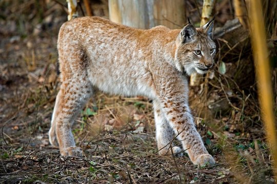 Siberian Lynx, lynx lynx wrangeli, Adult