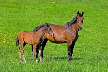 French Trotter Horse, Mare with Foal standing in Measow, Normandy