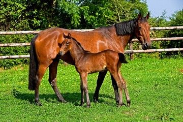 Obraz premium French Trotter Horse, Mare with Foal standing in Paddock, Normandy