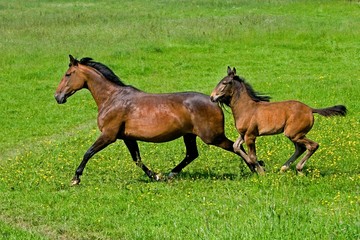 French Trotter Horse, Mare with Foal Trotting through Meadow, Normandy