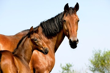 Obraz premium French Trotter Horse, Mare with Foal, Normandy