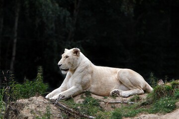 Obraz premium White Lion, panthera leo krugensis, Female laying