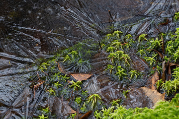 Moss and ice close-up. Natural background with green moss and frozen water during frosts. Cold weather in the forest. Texture with patterns on the ice surface. Northern nature.