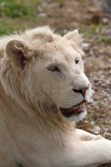 White Lion, panthera leo krugensis, Portrait of Male