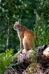 Siberian Lynx, lynx lynx wrangeli, Adult sitting on Tree Trunk