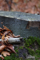 Baumstumpf im Herbst