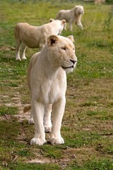 Obraz na płótnie Canvas White Lion, panthera leo krugensis, Female standing on Grass