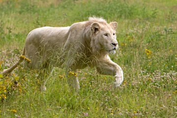 White Lion, panthera leo krugensis, Male walking on Grass