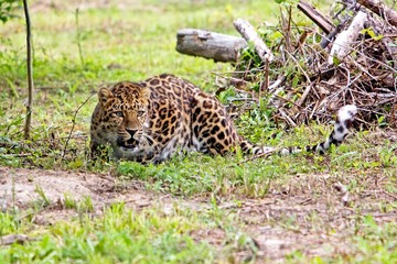 Fototapeta na wymiar Amur Leopard, panthera pardus orientalis, Adult laying on Grass