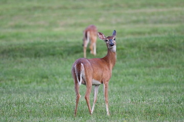 Surprised deer with friend