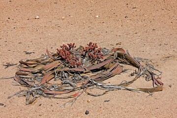 Welwitschia, welwitschia mirabilis, Living Fossil Plant, Namib Desert in Namibia